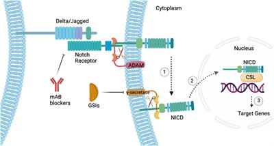 Profiling and targeting cancer stem cell signaling pathways for cancer therapeutics